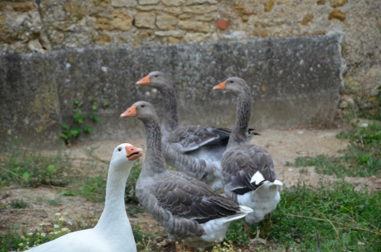 Chateau Des Noces Bazoges-en-Pareds Dış mekan fotoğraf